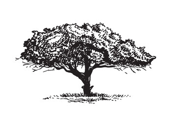 Graphical silhouette of  tree on white background, vector illustration. Ink pen illustration,ecology	