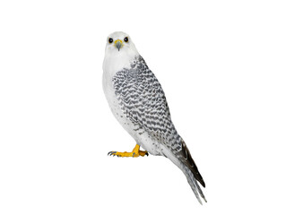 falco rusticolus isolated on white background - 766910400