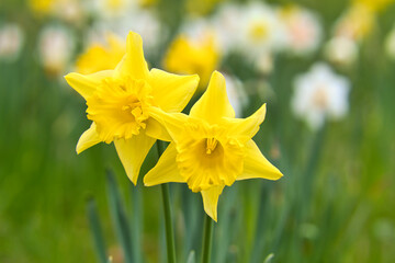 Daffodils at Easter time on a meadow. Yellow flowers shine against the green grass