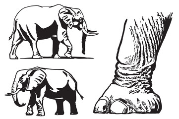 Graphical set of elephants walking on white background, vector illustration