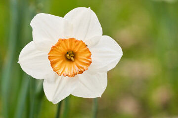Daffodils at Easter time on a meadow. Yellow white flowers shine against the grass