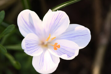 Single crocus flower in a meadow in soft warm light. Spring flowers that herald spring