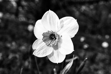 Daffodils in a black and white meadow at Easter time. Flowers glow. Early bloomers