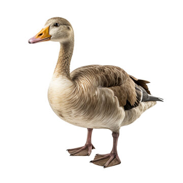 duck isolated on transparent backgroun