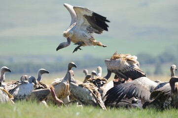 CAPE VULTURE (Gyps coprotheres), threatened status. in flight, wings outstretched.  - 766912008