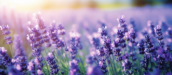 A beautiful meadow of herbaceous purple lavender flowers with the sun shining through, creating a...