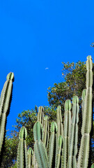 Wild cactus found in African nature