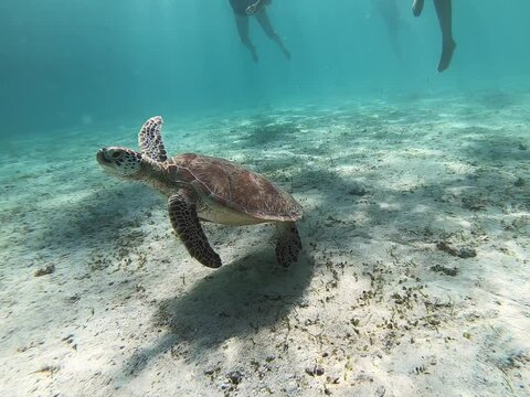 Graceful sea turtle swims near sandy bottom in serene underwater environment Palawan Philippines