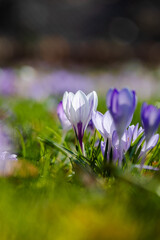 Crocus in a meadow