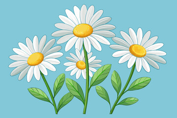 Daisy flowers, transparent background