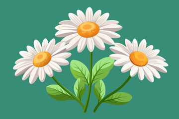 Daisy flowers, transparent background