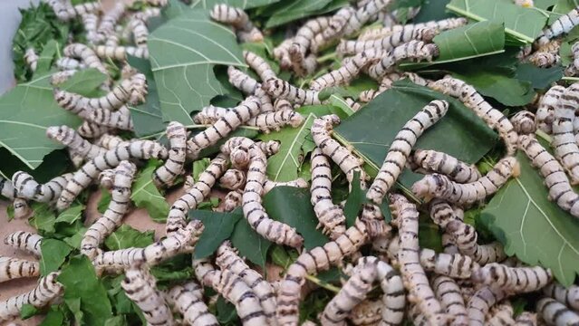 Silk growing worms eating leaves at silk farm production feeding close up shot