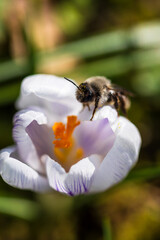 bee on flower