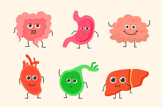 Cute smiling healthy strong organs set. Vector cartoon character internal organ illustration icon design. Isolated on white background.