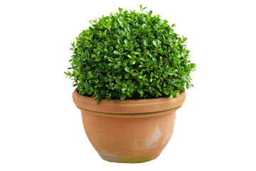 show me a boxwood topiary, on transparency background PNG