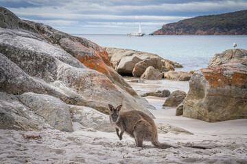 wallaby on the beach - obrazy, fototapety, plakaty