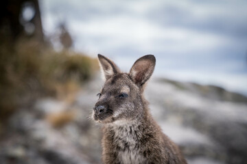 Fototapeta premium wallaby on the beach