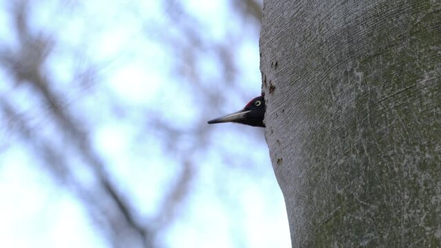 Black Woodpecker on tree, male, observation from nest (Dryocopus martius) - (4K)