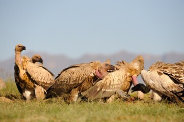 CAPE VULTURE (Gyps coprotheres), threatened status. gather at a carcass at a safe feeding site. Drakensberg, Underberg, South Africa