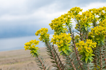 Yellow coloured flowers in nature. Euphorbia flower.