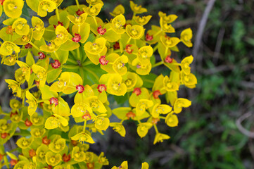 Yellow coloured flowers in nature. Euphorbia flower.