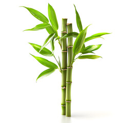Fototapeta na wymiar Fresh green bamboo stems isolated on white background for design and decoration