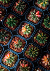 Background of many colorful Gymnocalycium variegated cactus are growing on flower pots in high angle view