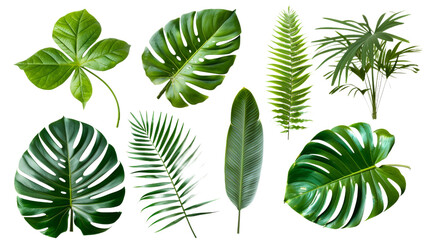 Different Tropical green leaves Isolated on Transparent Background, PNG Format
