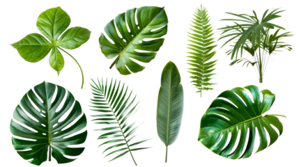 Fotobehang Tropische bladeren Different Tropical green leaves Isolated on Transparent Background, PNG Format