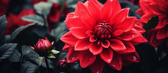 A closeup of a vibrant red dahlia flower with green leaves in the background. This annual plant belongs to the daisy family and is perfect for floristry events