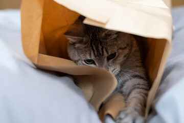 紙袋に入った猫　サバトラ猫