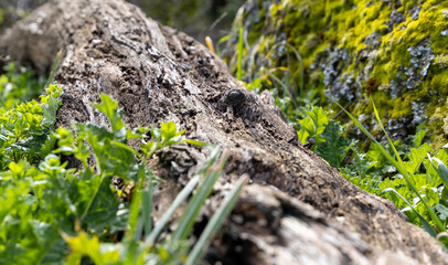A large log is covered in moss and surrounded by grass