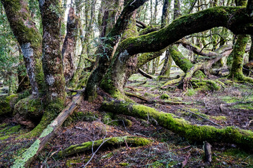 Cradle Mountain National Park in Tasmania, Australia