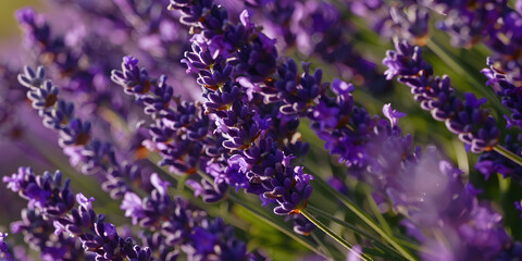 Campo de Flores de Lavanda Roxa em Dia Ensolarado