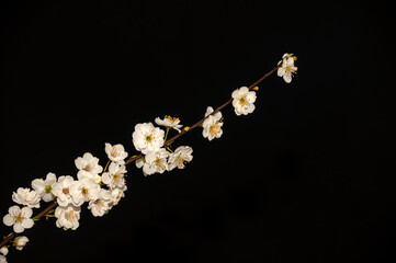 Fruit tree branch flowering in spring. Black background.