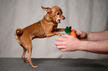 Active mini toy terrier dog plays with its favorite toy indoors with its owner, trying to snatch it...