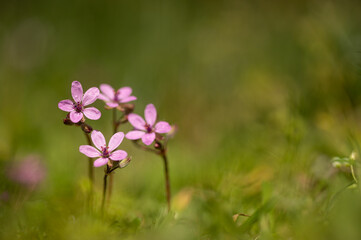 Fototapeta premium Pink color flowers in spring time. Erodium cicutarium flowers. Wild geranium