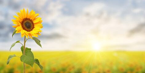 Wonderful sunflower field with sunbeams and large sunflower, panoramic format.