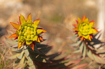 Top view of spurge plant flowers.