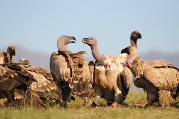 CAPE VULTURE (Gyps coprotheres), threatened status. gather at a carcass at a safe feeding site....