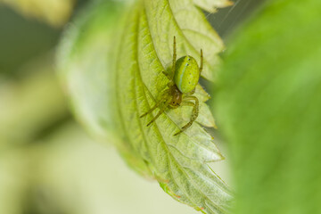 Nahaufnahme einer Kürbisspinne Spinne in ihrem Netz unter einem grünen Blatt im Garten, Deutschland
