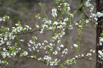 white flowers on a branch of a tree during the springtime
