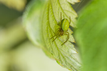 Nahaufnahme einer Kürbisspinne Spinne in ihrem Netz unter einem grünen Blatt im Garten, Deutschland