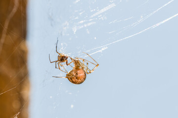 Nahaufnahme einer Gewächshausspinne Spinne in ihrem Netz mit einer Insekten Beute, Deutschland