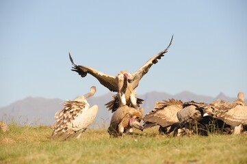CAPE VULTURE (Gyps coprotheres), threatened status.
in flight, wings outstretched.  - 766927026