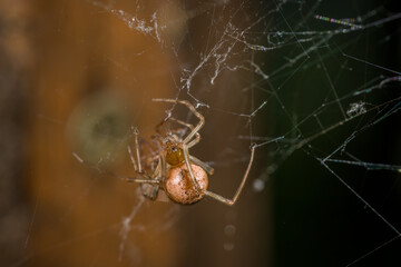 Nahaufnahme einer Gewächshausspinne Spinne in ihrem Netz mit einer Insekten Beute, Deutschland