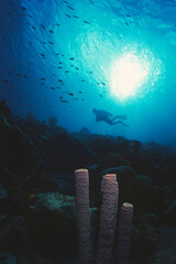 a diver exploring a reef on the island of Curacao