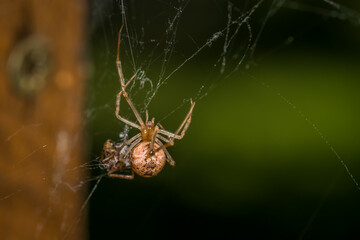 Nahaufnahme einer Gewächshausspinne Spinne in ihrem Netz mit einer Insekten Beute, Deutschland