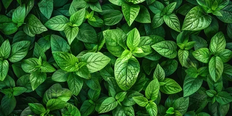 Selbstklebende Fototapeten Lush Green Leaf Texture Background © Аrtranq