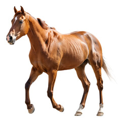 Brown horse with white forehead running, cut out - stock png.